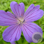 Geranium clarkei 'Kashmir Blue' GM P9