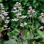 Rodgersia pinnata 'Superba' GM P9