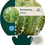 Rosmarinus officinalis GM P9