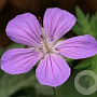 Geranium 'Purple Rain' GM P9