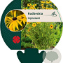 Rudbeckia fulgida deamii GM P9