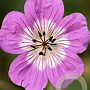Geranium 'Sylvia's Surprise' GM P9