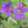 Geranium wlassovianum 'Crûg Farm' GM P9