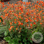 Geum Rustico Orange GM P9