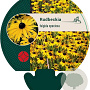 Rudbeckia fulgida speciosa GM P9
