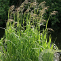 Glyceria maxima GM 2,0L