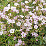 Gypsophila repens 'Dorothy Teacher' GM P9