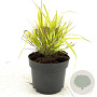 Hakonechloa macra 'Aureola' GM 2,0L