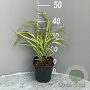 Hakonechloa macra 'Aureola' GM 2,0L