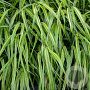 Hakonechloa macra 'Sunny Delight' GM P9