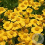 Helenium 'Kugelsonne' GM P9