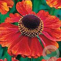 Helenium 'Mahagoni' GM P9
