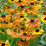 Helenium 'Sahin's Early Flowerer' GM P9