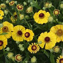 Helenium 'Septembergold' GM P9