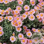 Helianthemum 'Rhodanthe Carneum' GM P9