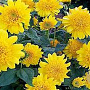 Helianthus 'Double Whammy' GM P9