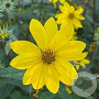 Helianthus microcephalus GM P9