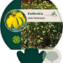 Rudbeckia nitida 'Herbstsonne' GM P9