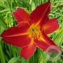 Hemerocallis 'Campfire Embers' GM P9