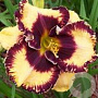 Hemerocallis 'Open My Eyes' GM P9