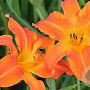 Hemerocallis 'Primal Scream' GM P9