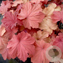 Heuchera Mega Caramel GM P9