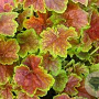 Heuchera 'Miracle' GM P9
