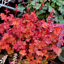 Heuchera 'Peach Crisp' GM P9
