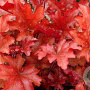 Heuchera 'Peach Flambé' GM P9