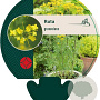 Ruta graveolens GM P9