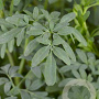 Ruta graveolens GM P9