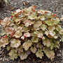 Heuchera 'Pinot Gris' GM P9