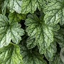 Heuchera 'Rex Peppermint' GM P9