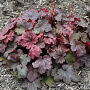 Heuchera 'Root Beer' GM P9