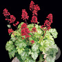 Heuchera 'Tokyo' GM P9