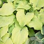 Hosta 'Piedmont Gold' GM P9