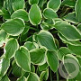 Hosta 'So Sweet' GM P9