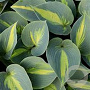 Hosta 'Touch of Class' GM P9