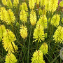 Kniphofia 'Dorset Sentry' GM P9