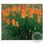 Kniphofia Ember Glow GM P9