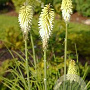 Kniphofia 'Ice Queen' GM P9