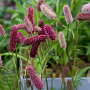 Sanguisorba menziesii GM P9