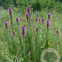 Liatris pycnostachya GM P9
