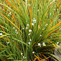 Libertia ixioides GM P9