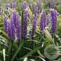 Liriope muscari 'Early Fascination' GM P9