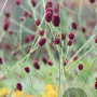 Sanguisorba officinalis GM P9
