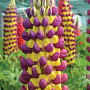 Lupinus 'Manhattan Lights' GM  P11