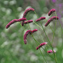 Sanguisorba tenuifolia GM P9