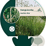 Sanguisorba tenuifolia alba GM P9