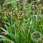 Luzula sylvatica 'Galgenveld' GM P9